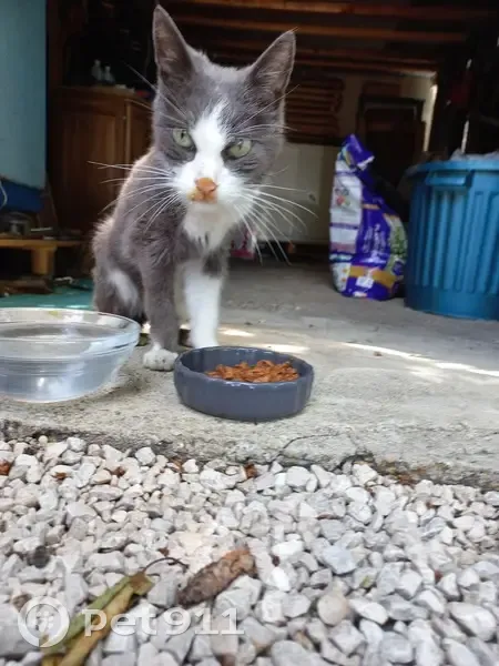 Chat gris-blanc maigre trouvé - photo