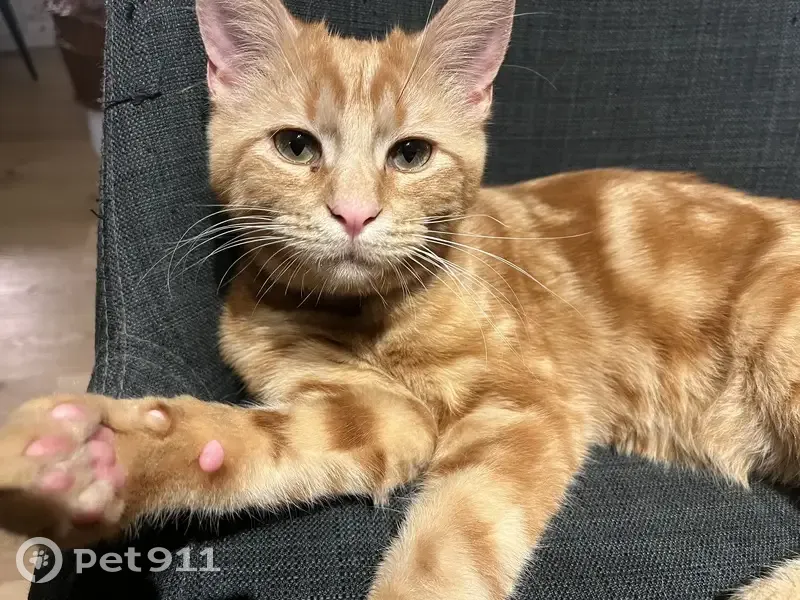 Chaton roux perdu à Roquevaire - photo