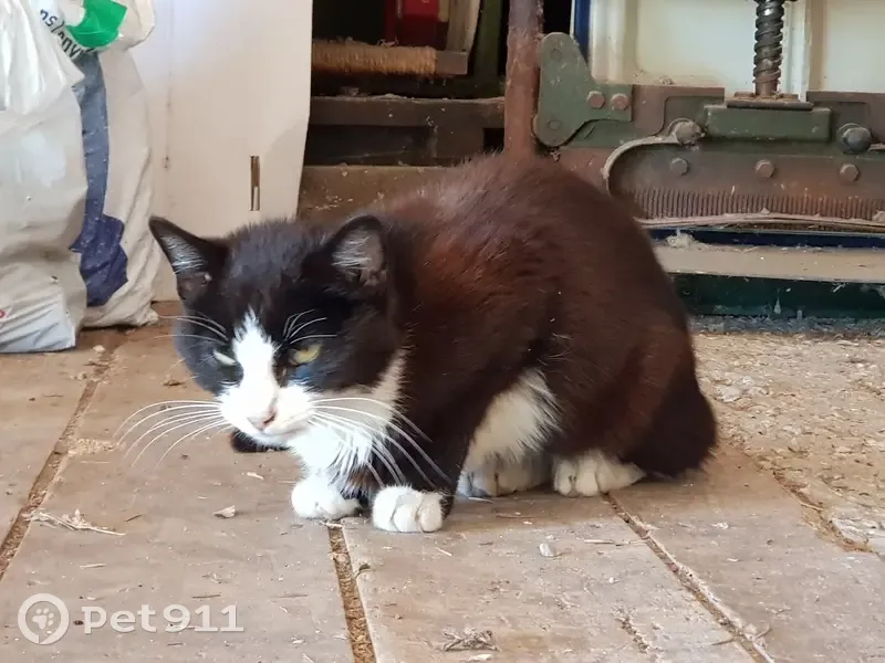 Chaton noir et blanc trouvé - photo