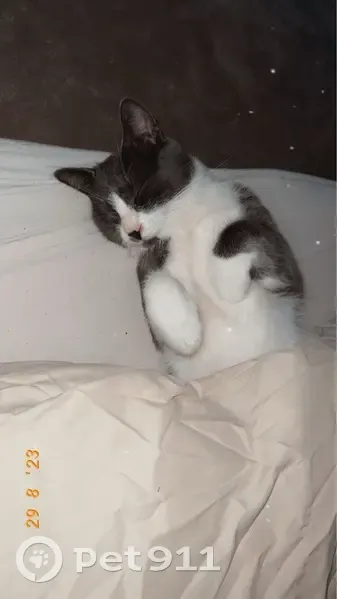 Chat gris-blanc perdu à Roubaix - photo