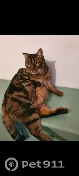 Chat marron-noir Pod'paille perdu - photo