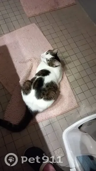 Chat tigré perdu à Colombes - photo