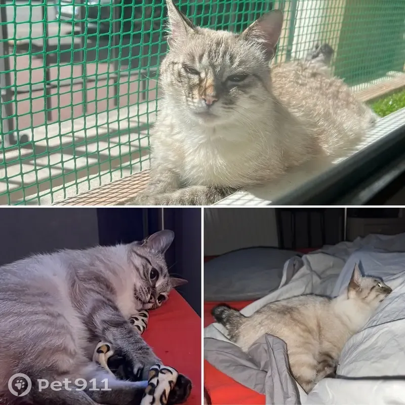 Chatte crème disparue, Noisy-le-Grand - photo