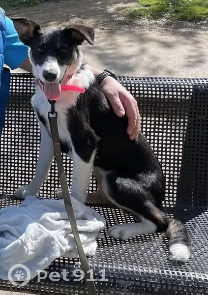 Chien Border Collie perdu - 82 - photo
