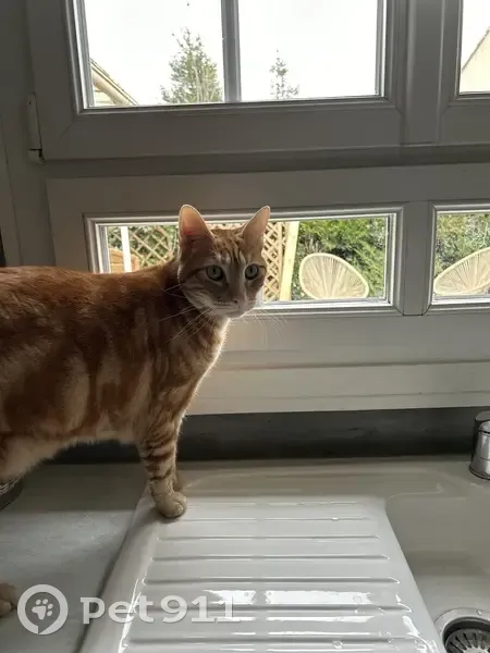 Chat roux tigré perdu à Brie - photo