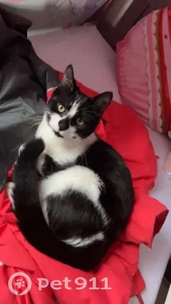 Chatte noire/blanche perdue à Cachan - photo