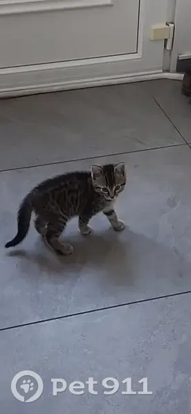 Chaton gris perdu à Hem - photo