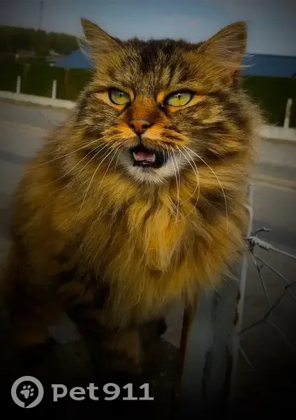 Chat Angora Perdu à Serquigny 27470 - photo