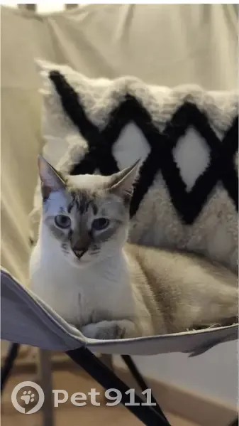 Chat blanc/gris siamois perdu à Iteuil - photo