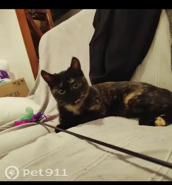 Michoko, chaton peureux perdu - photo