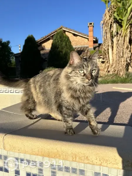 Chatte Gaïa perdue - Montech - photo