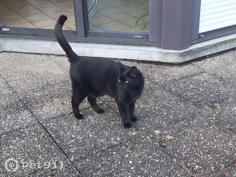 Chat noir perdu à Flers - photo