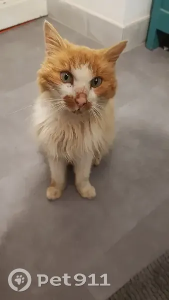 Chat roux et blanc trouvé - photo
