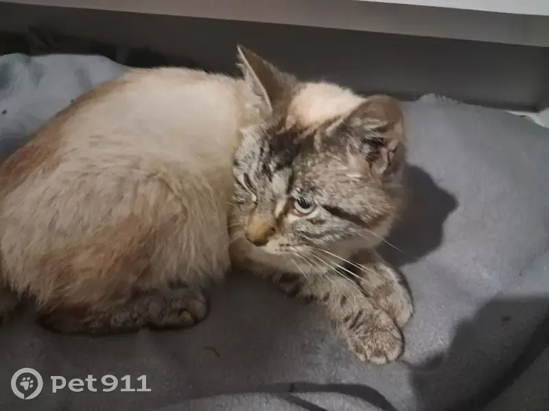 Chat siamois gestant trouvé - photo