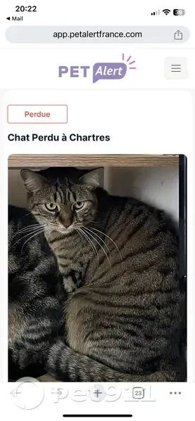 Chatte tigrée perdue à Chartres - photo