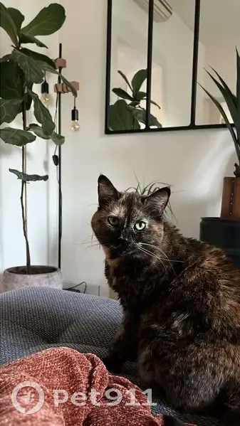 Chatte écaille disparue à Crespin - photo