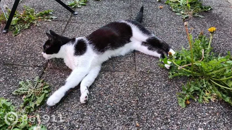 Chat noir et blanc perdu à Cherbourg - photo