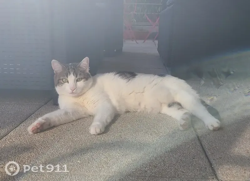 Chat bicolore perdu à Grenoble - photo