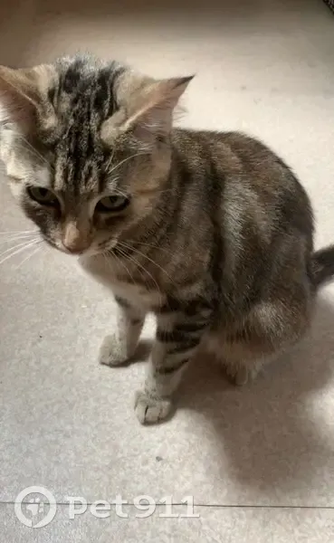 Chatte tigrée perdue à Suresnes - photo