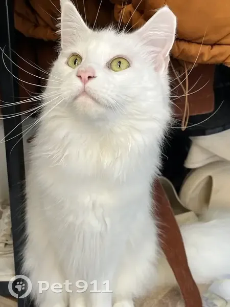 Chatte blanche perdue à Millas - photo