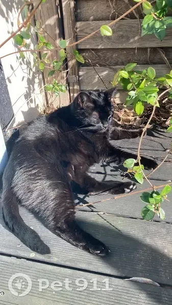 Chat noir perdu à La Riche - photo