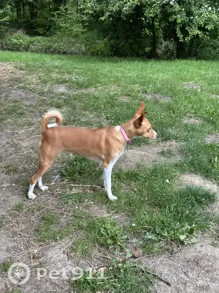 Tiki, Podenco Perdu à Paris 16 - photo