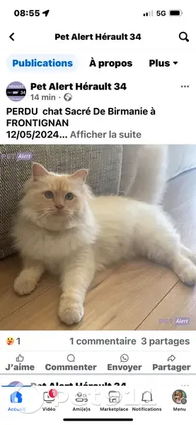 Chat Timba perdu à Frontignan - photo