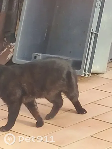 Chat noir perdu à Dinard - photo