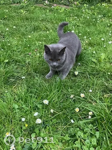 Chaton de 8 mois perdu au Chesnay - photo