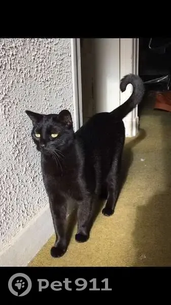 Chat Shadow perdu - Taverny - photo