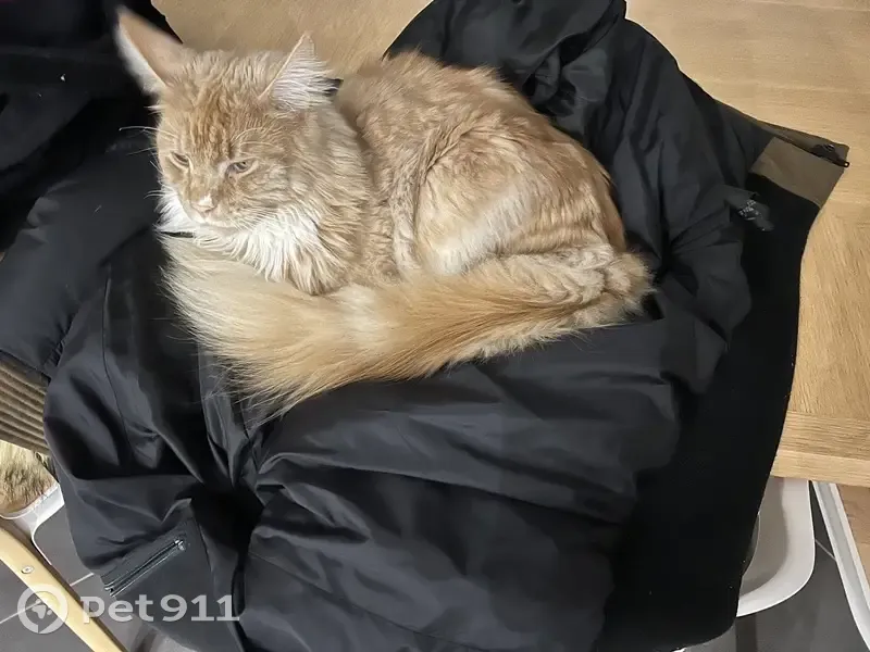 Chat Maincoon roux perdu à Férin - photo
