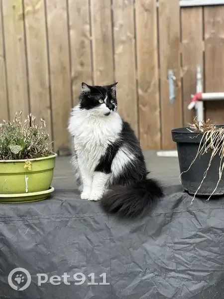 Chatte noire et blanche perdue - photo