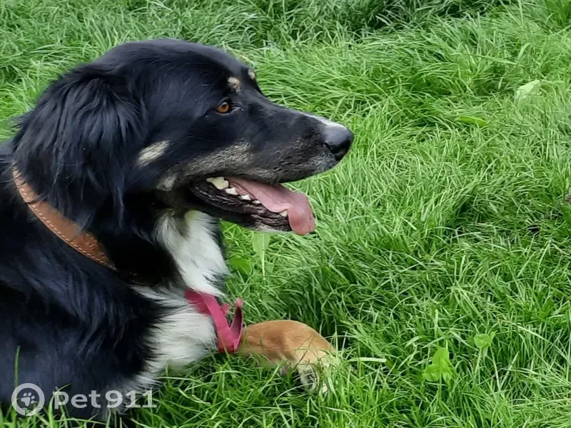 Appel: Chien Noir Perdu près de Moustiers - photo