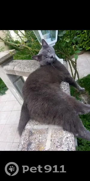 Aku, chat gris perdu à Vizille - photo