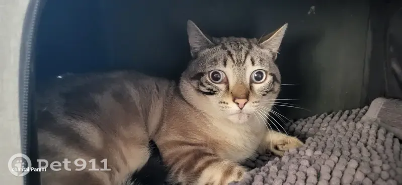 Chat beige/gris trouvé à Mandelieu - photo