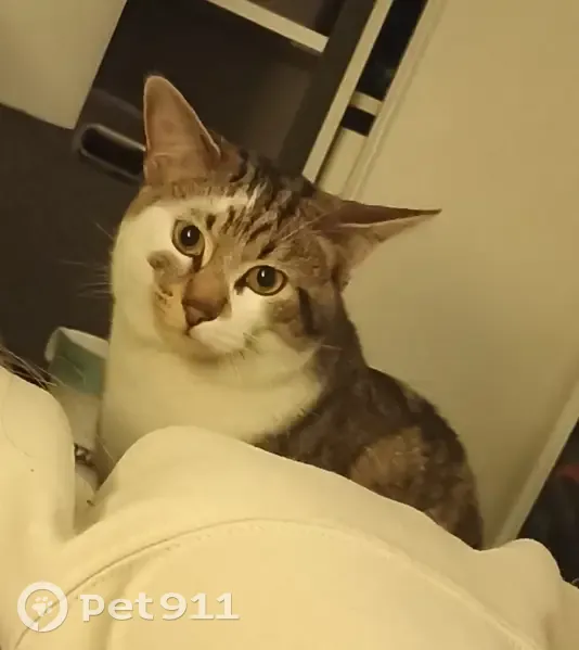 Chat perdu: tache œil, Chambéry - photo