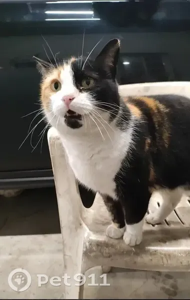 Chatte stérile tatouée S perdue - photo