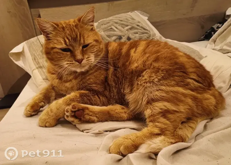 Chat roux perdu - Mornand - photo