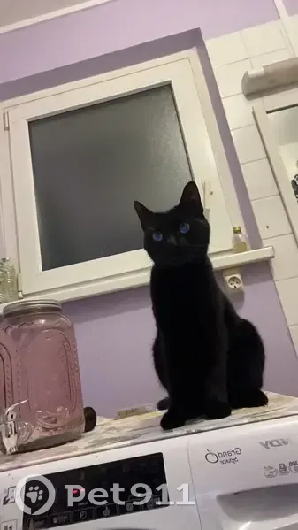 Chatte Oreo trouvée - Strasbourg - photo