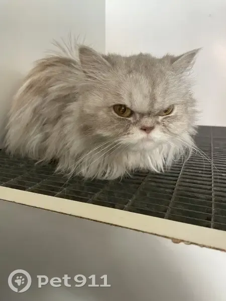 Chatte Esmée surnommée Poulette - photo