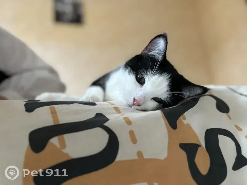 Chat Simba noir et blanc perdu - photo