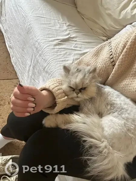 Chatte Persane Perdue à Meursault - photo