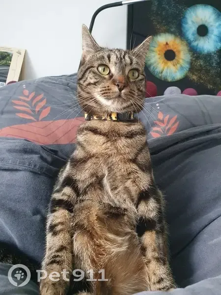 Chatte rayée perdue à Pomponne - photo