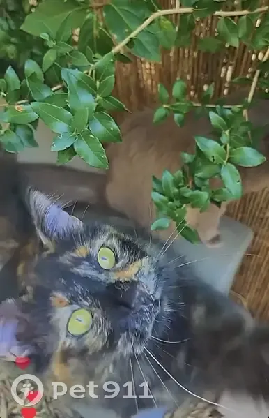 Chatte écaille disparue à Montpellier - photo