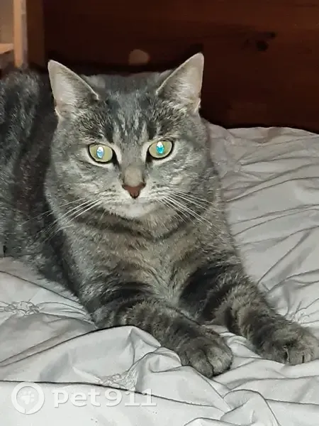 Chatte RUBY disparue à Voltaire - photo