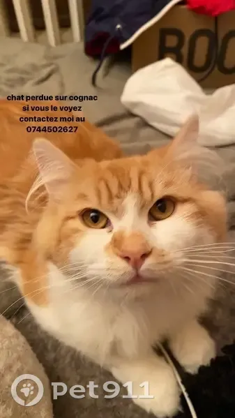 Chaton blanc/roux perdu à Cognac - photo