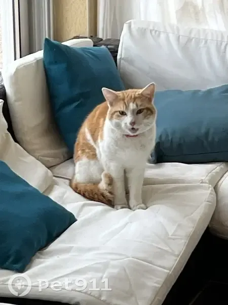 Chat blanc/roux perdu - Lias - photo