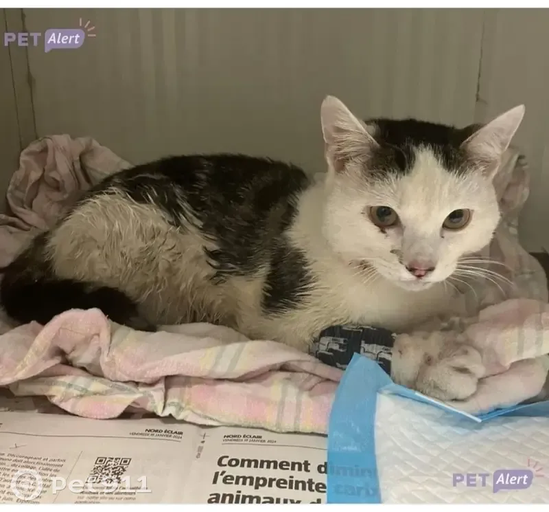 Chat blessé sauvé à Roubaix - photo