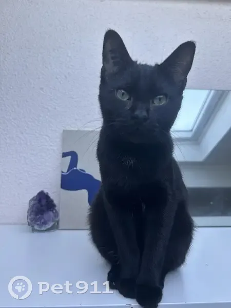 Chat noir perdu à Bordeaux - photo