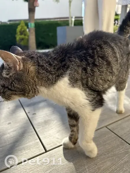 Chat affectueux malade trouvé - photo